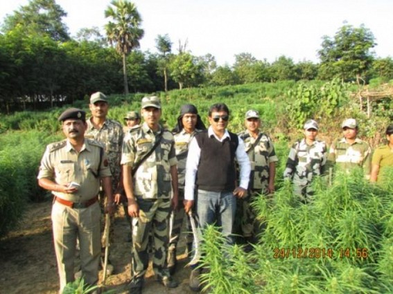 SDM Sonamura, BSF destroys Ganja worth Rs. 6.23 crores SDM Sonamura, BSF destroys Ganja worth Rs. 6.23 crores